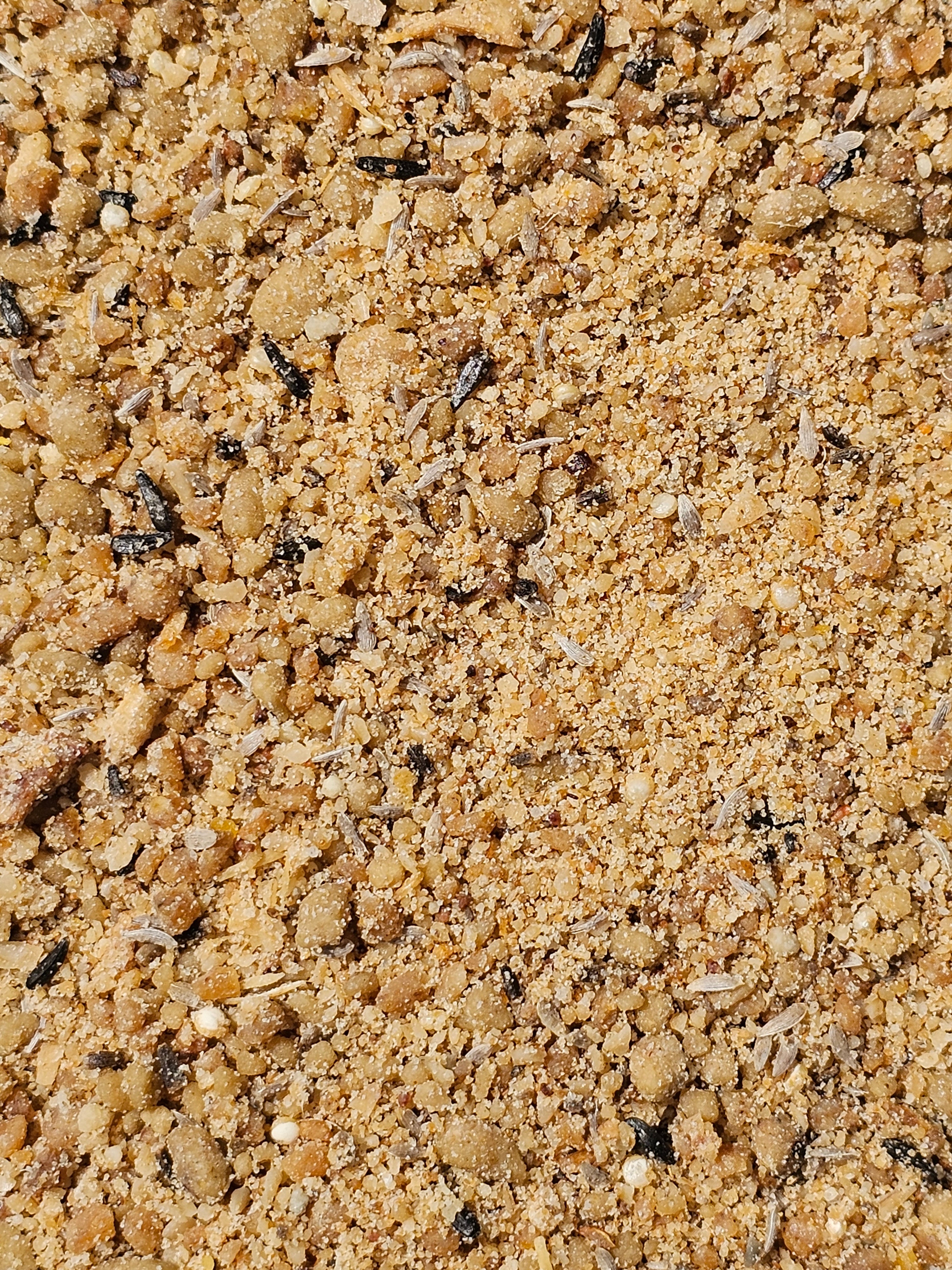 Manitoba King Indigena