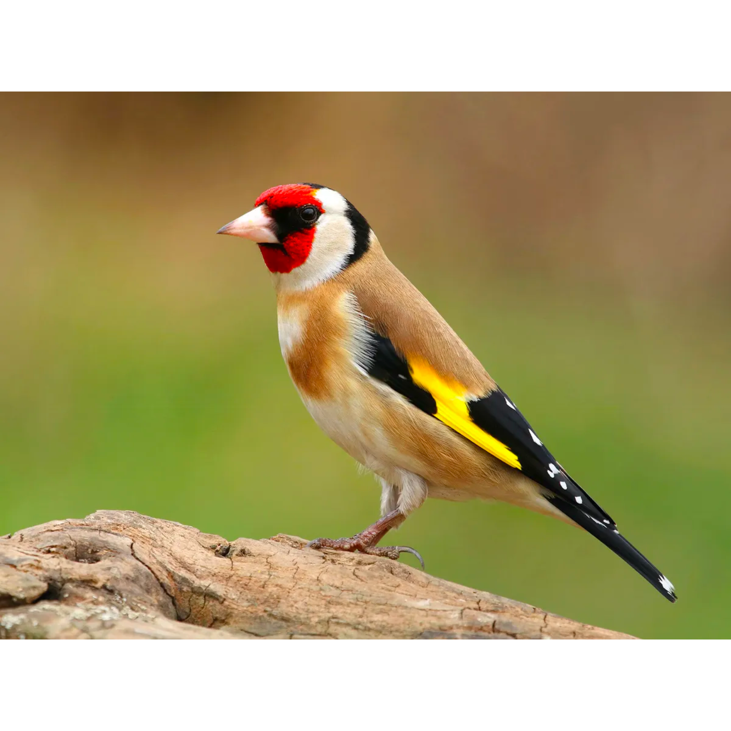 European Goldfinches