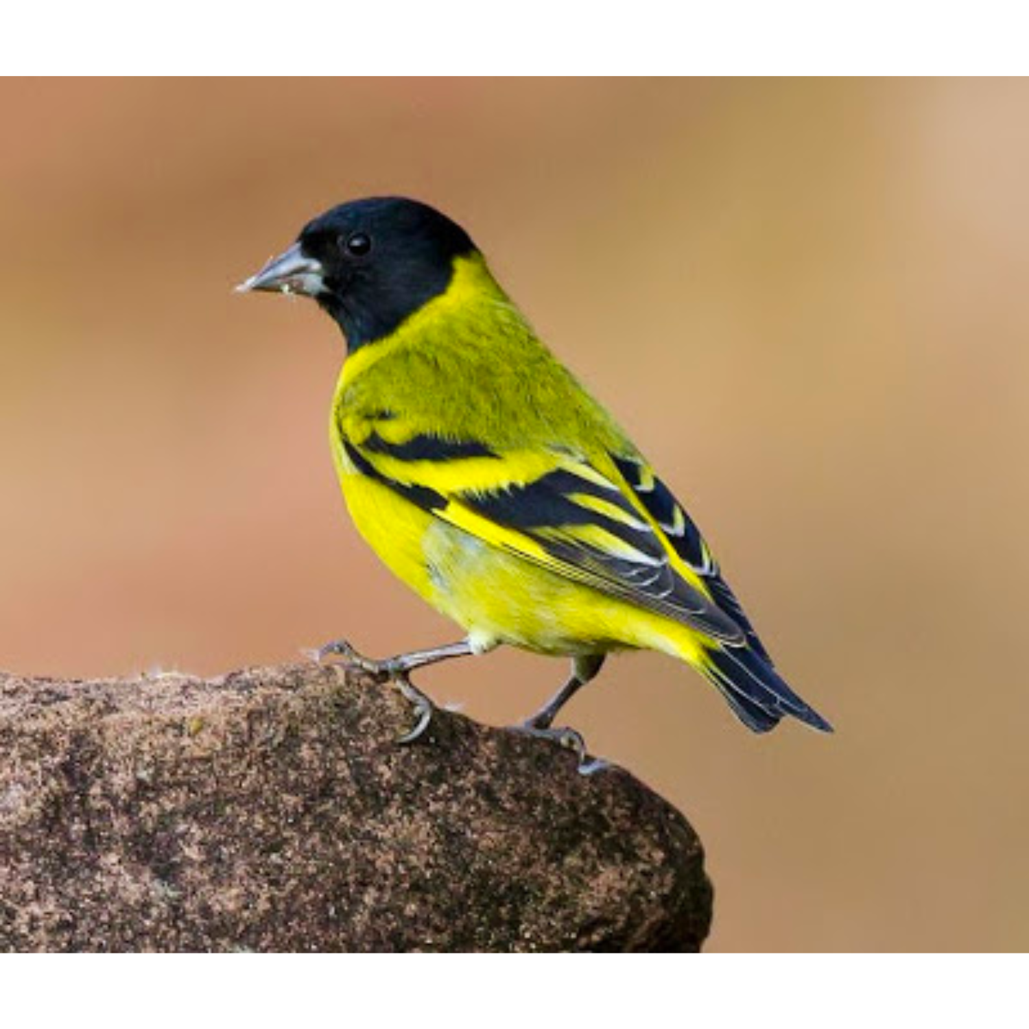 Black hooded siskin