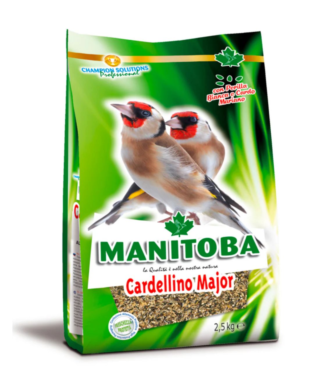 Cardellino Major