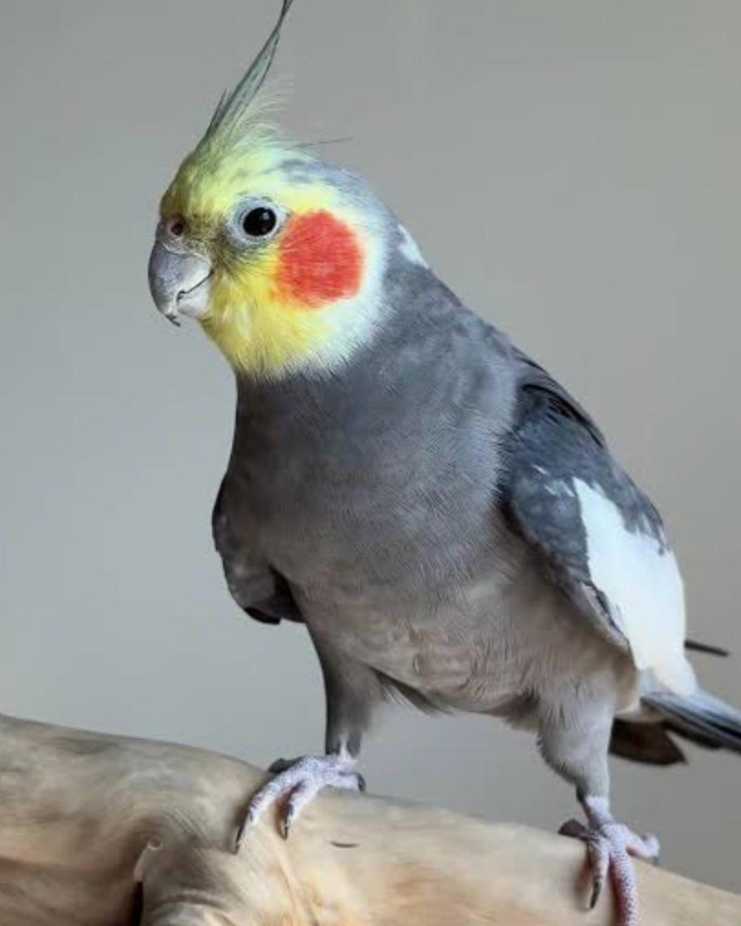 Cockatiels – North Carolina Bird Supply