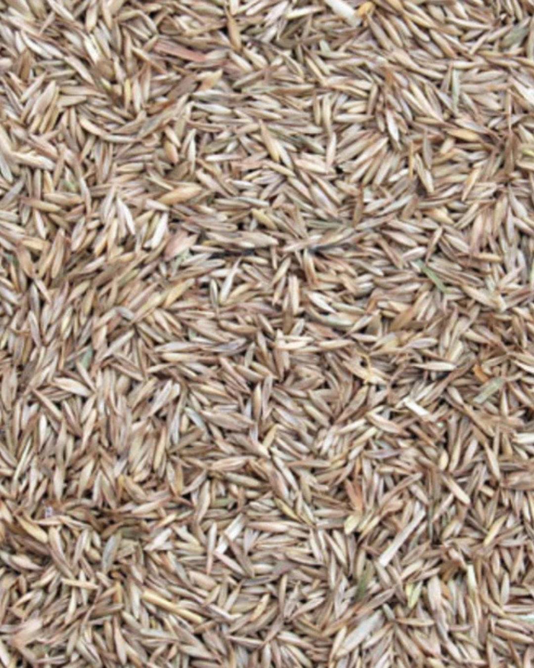 Erba Mazzolina