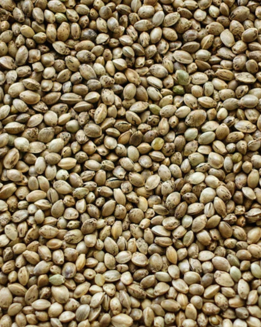 Manitoba Hemp Seed