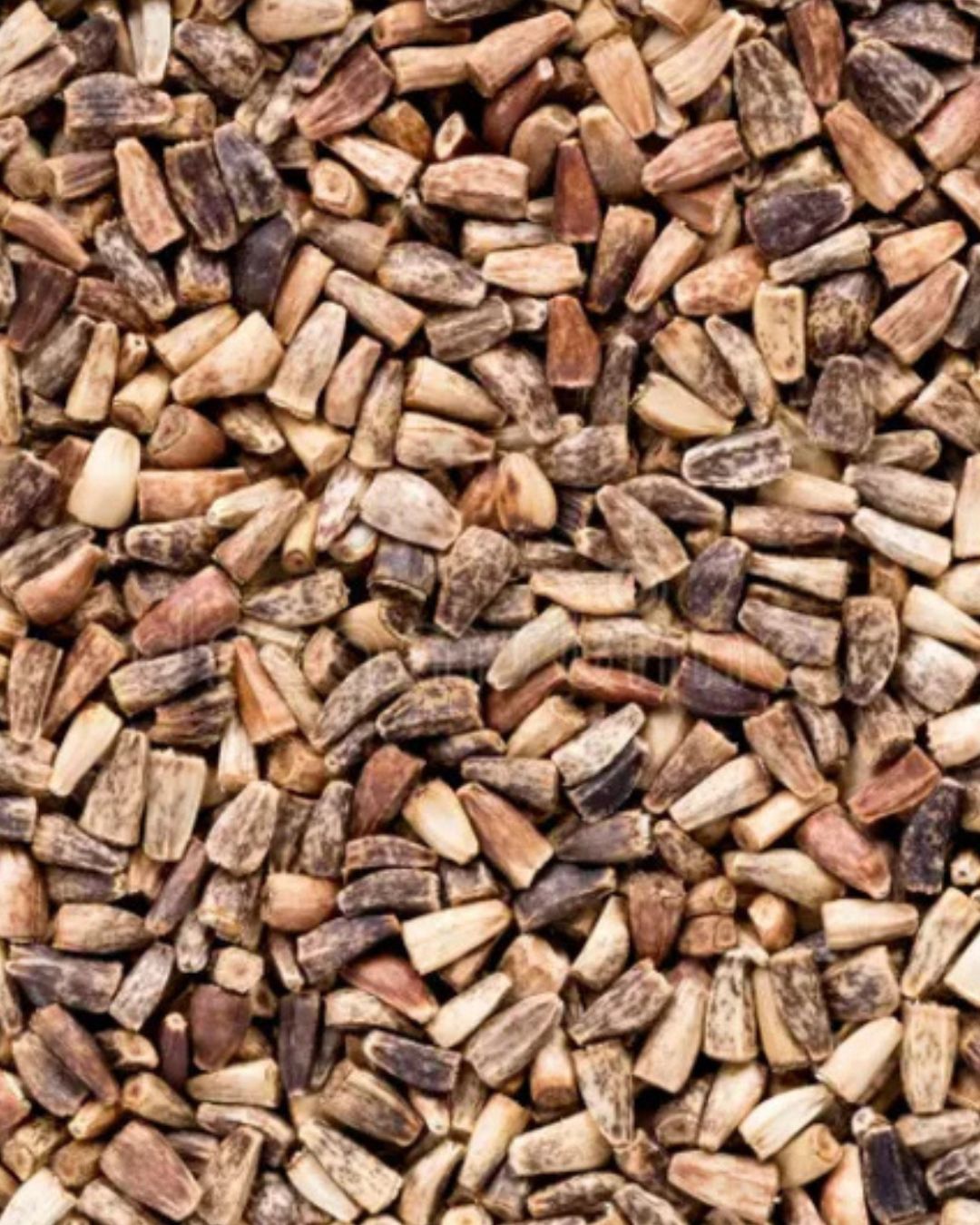CHICORY SEEDS