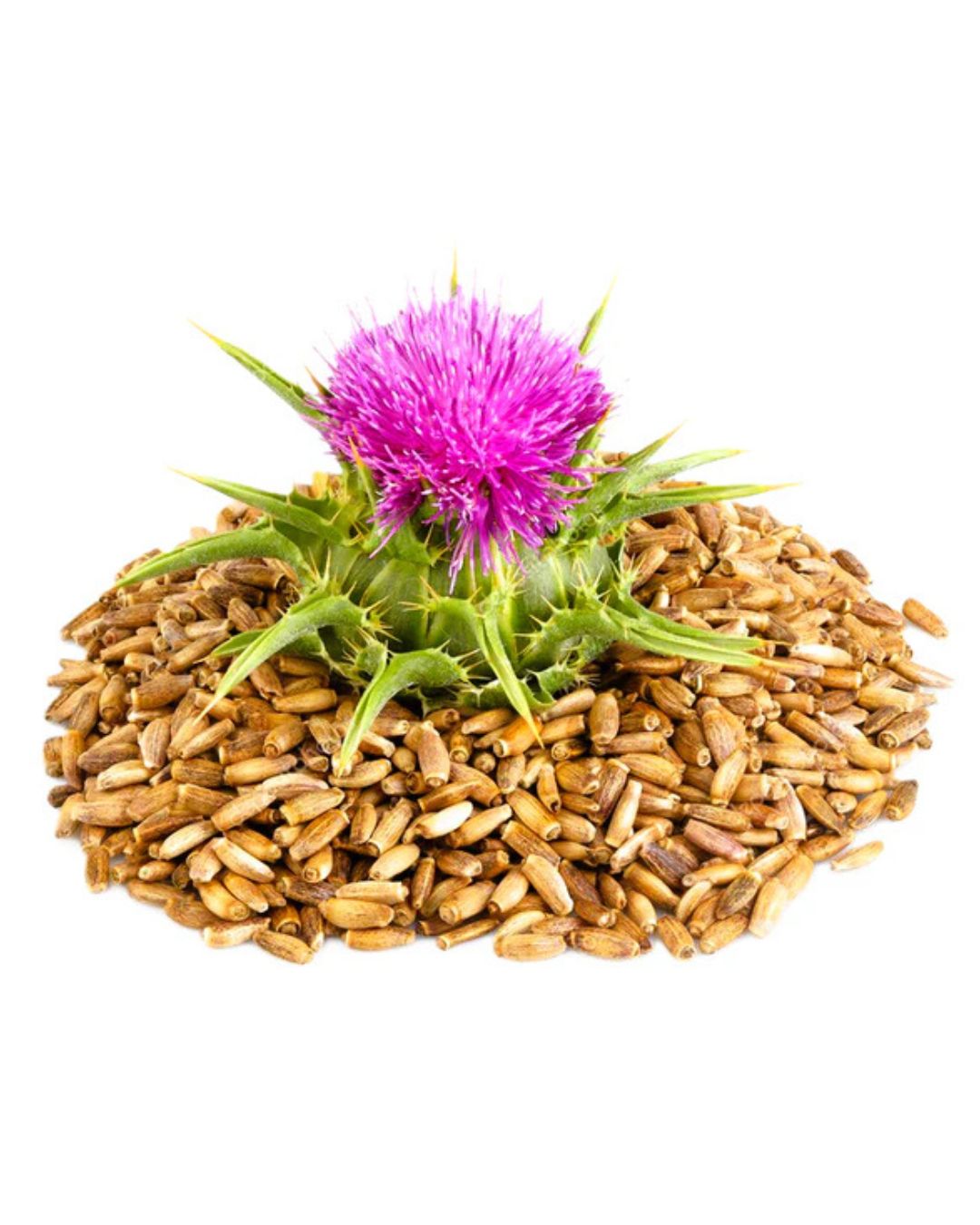 thistle plant seeds MILK THISTLE SEED – North Carolina Bird Supply