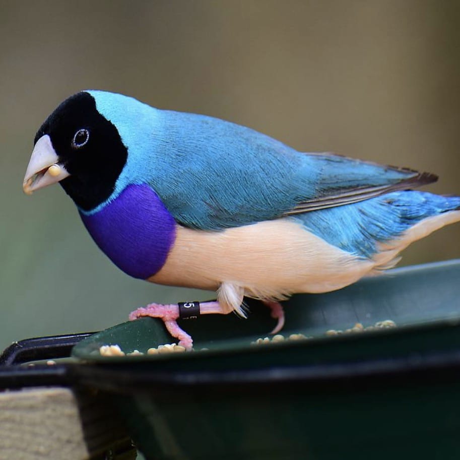 Lady Gouldian Finches