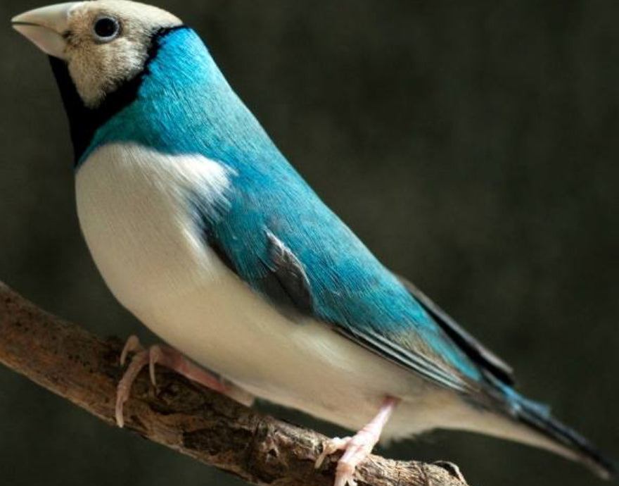 Lady Gouldian Finch - Blue Back