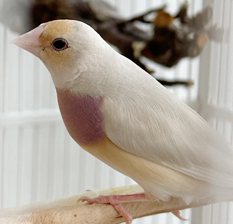 Lady Gouldian finch - Silver back