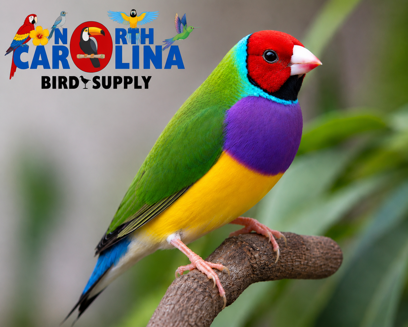 Gouldian finches