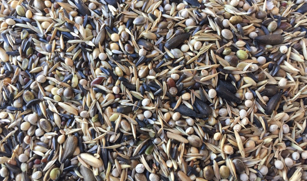 Reproduction & Singing Goldfinch