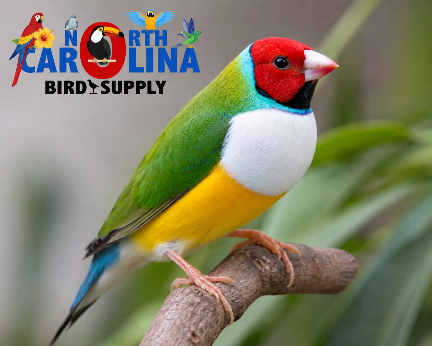 Australian Gouldian finches