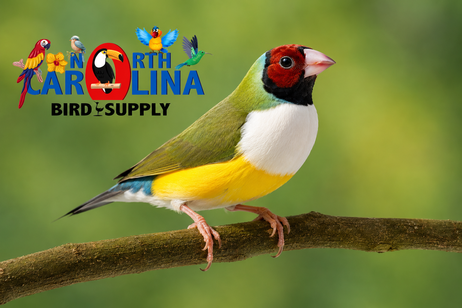 Australian Gouldian finches
