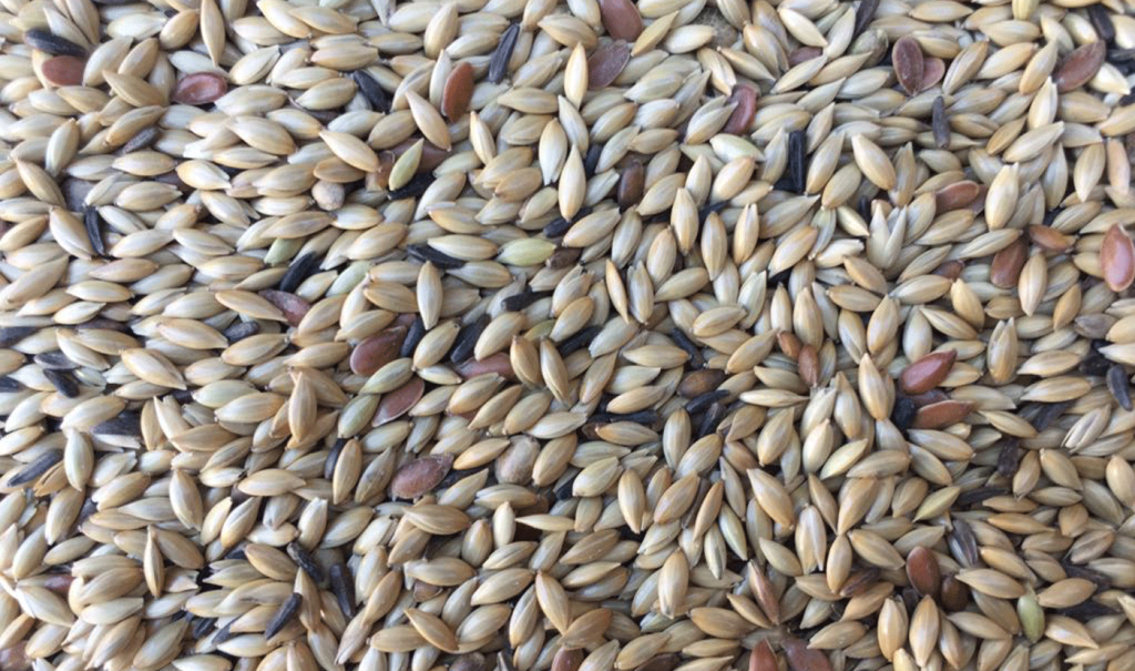 Canaries Professional Lights