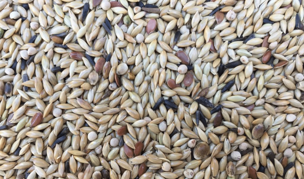 Canaries Sicily With Perilla