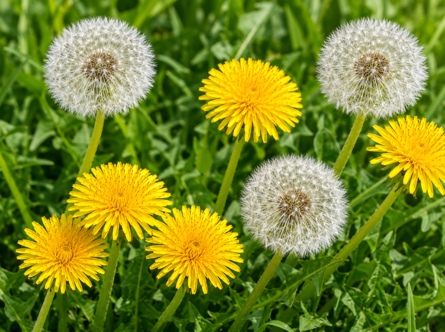 DANDELION SEEDS