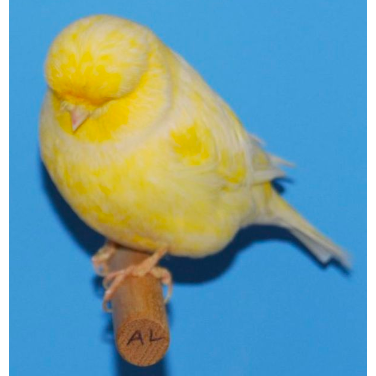 Norwich Canary