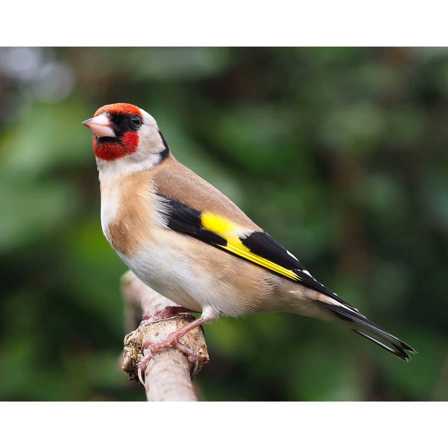 Siberian Goldfinches