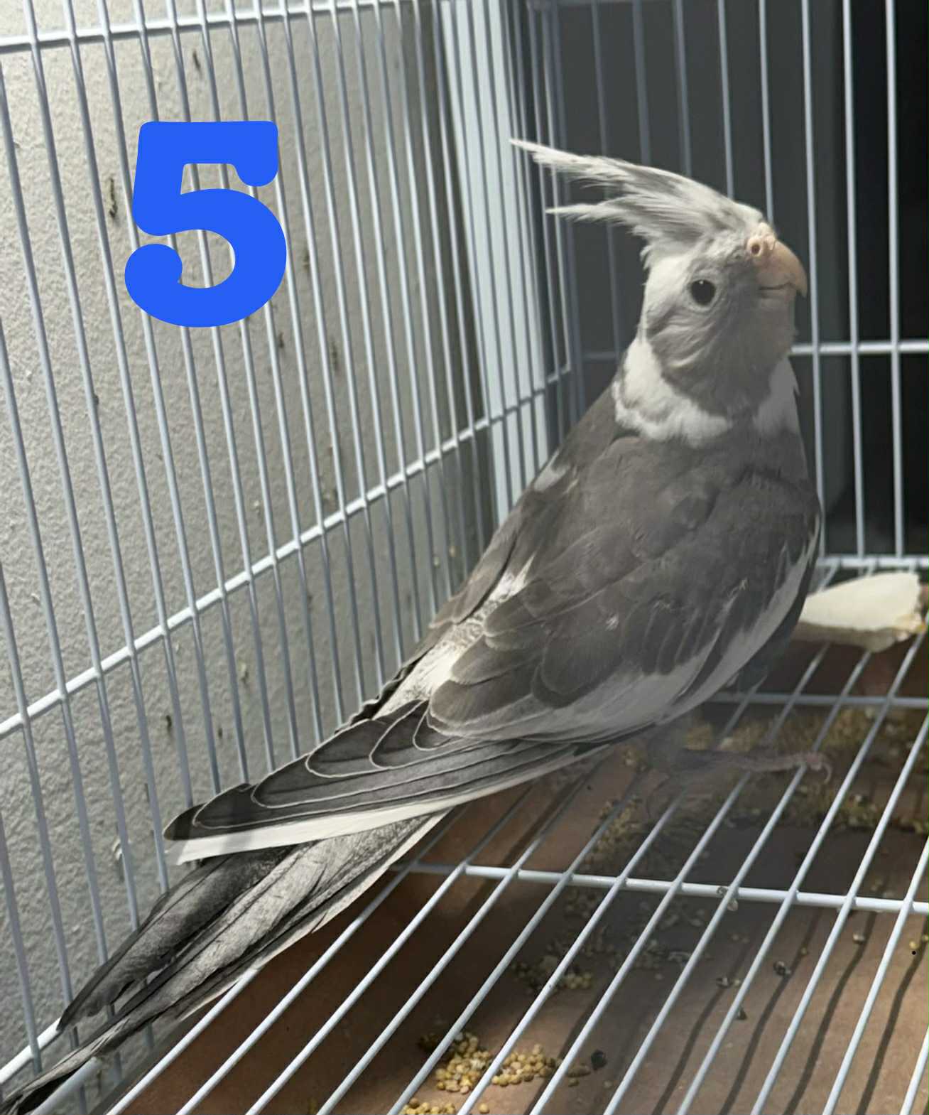 ms.cockatiel Cockatiels – North Carolina Bird Supply