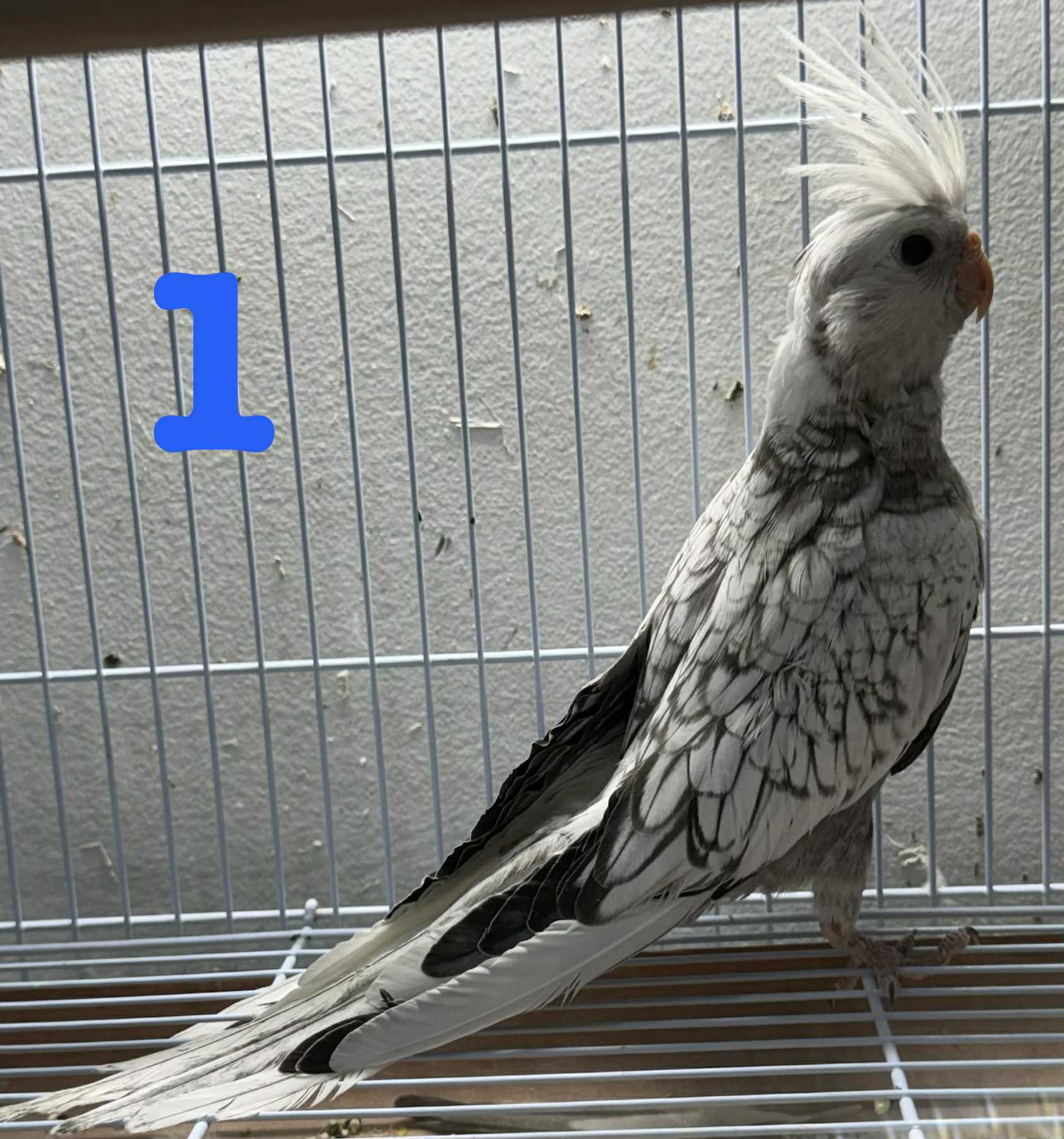 Cockatiels – North Carolina Bird Supply