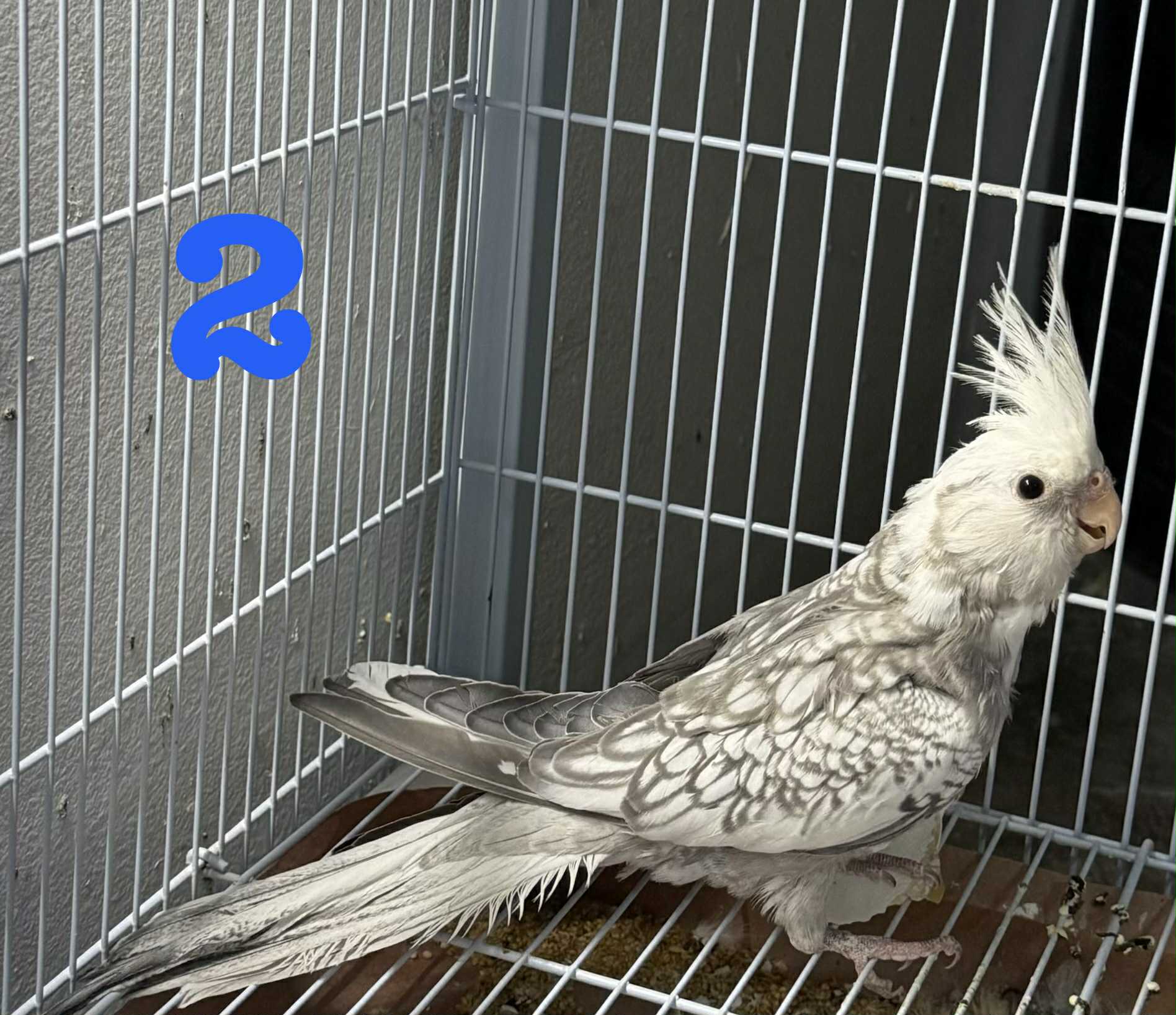 Cockatiels – North Carolina Bird Supply
