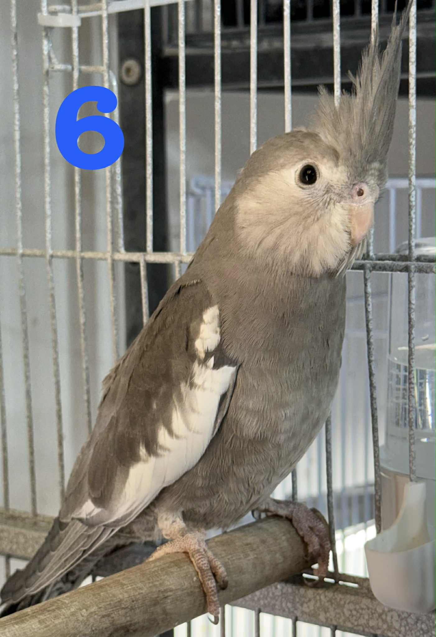 Cockatiels – North Carolina Bird Supply