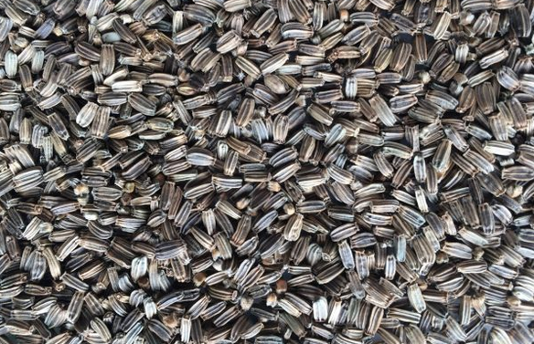 Wild Teasel Seed 500g