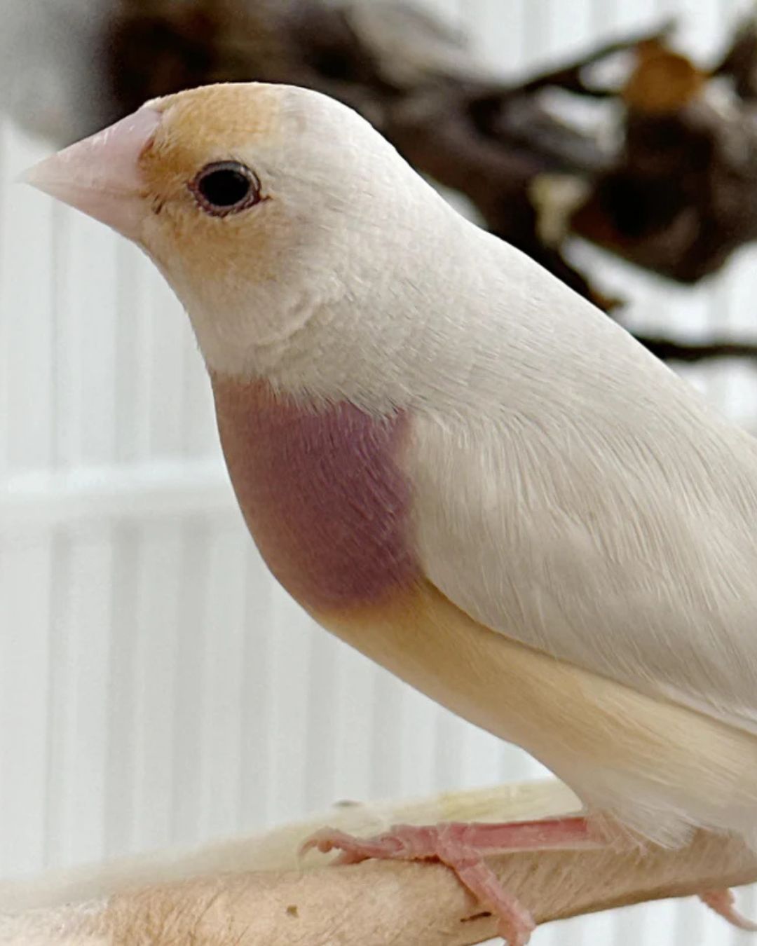 Lady Gouldian finch - Silver back