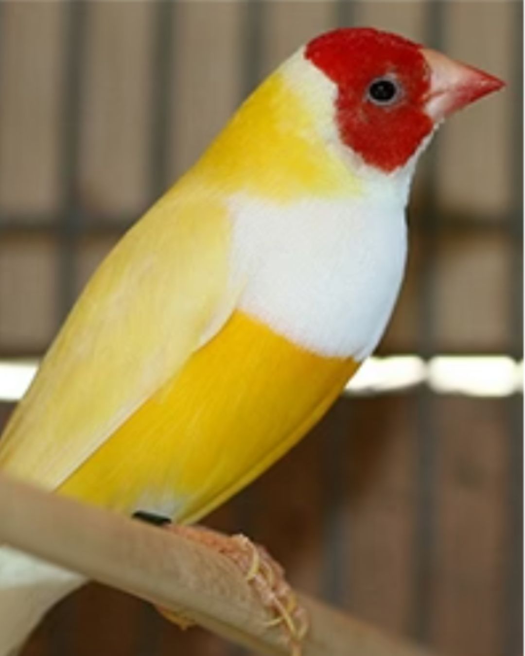 Lady Gouldian Finch - Yellow Back