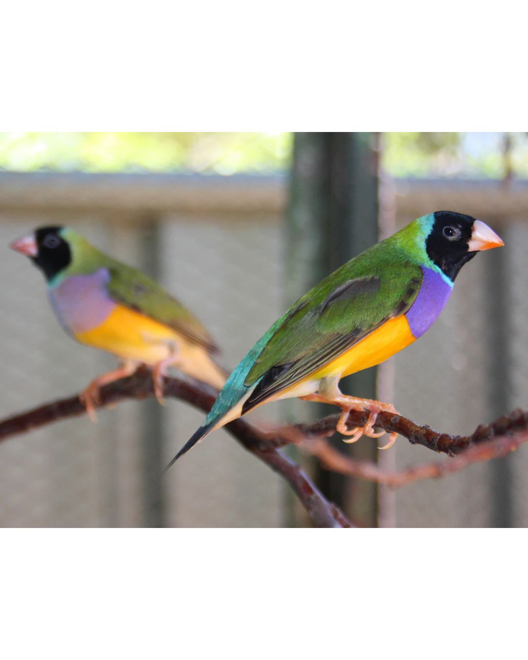 Lady Gouldian Finch - Black Head Green Back
