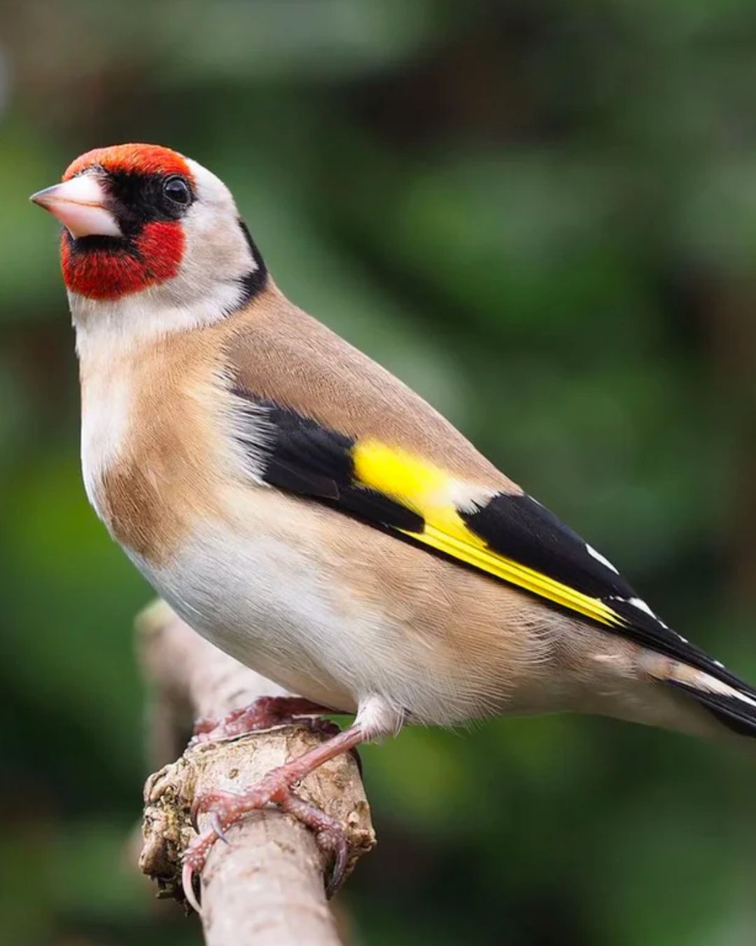 Siberian Goldfinches