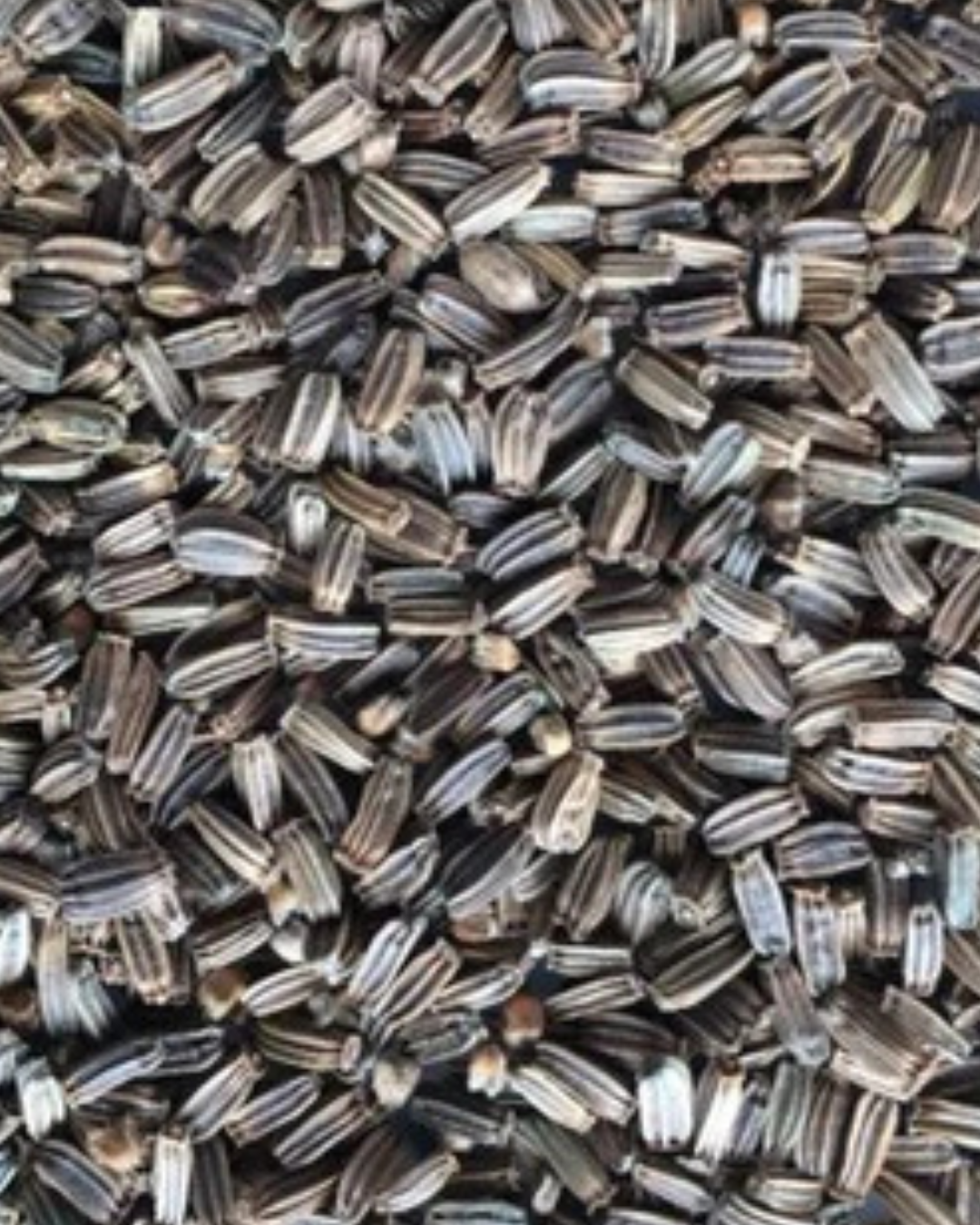 Wild Teasel Seed 500g