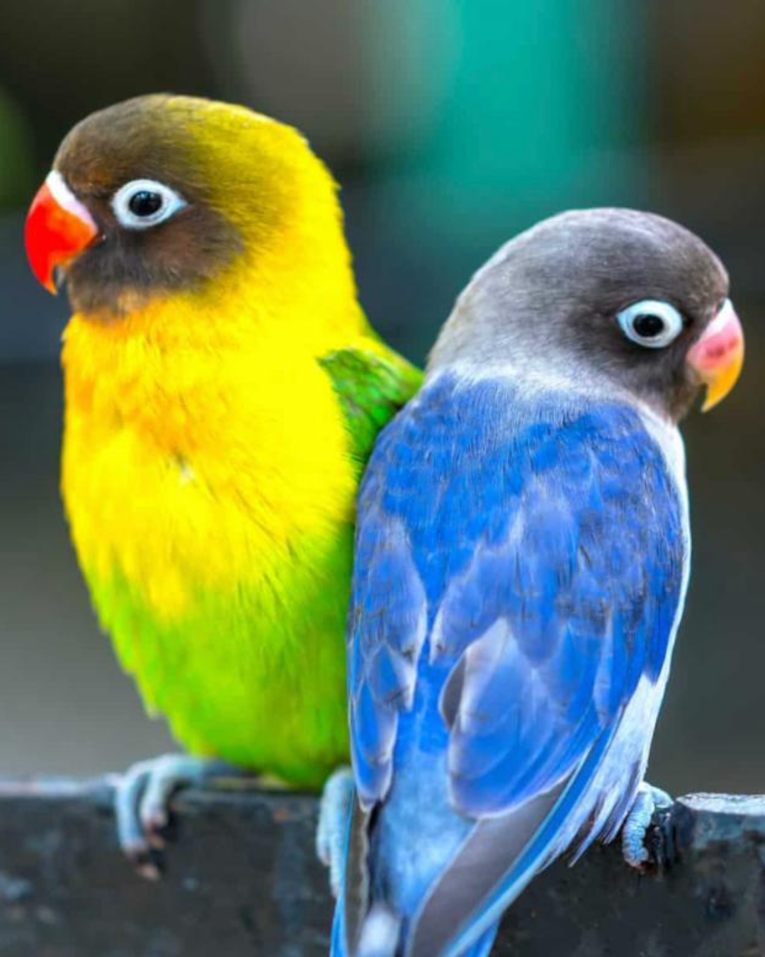 Love Birds