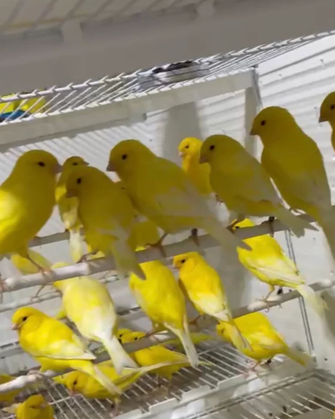Yellow Canary