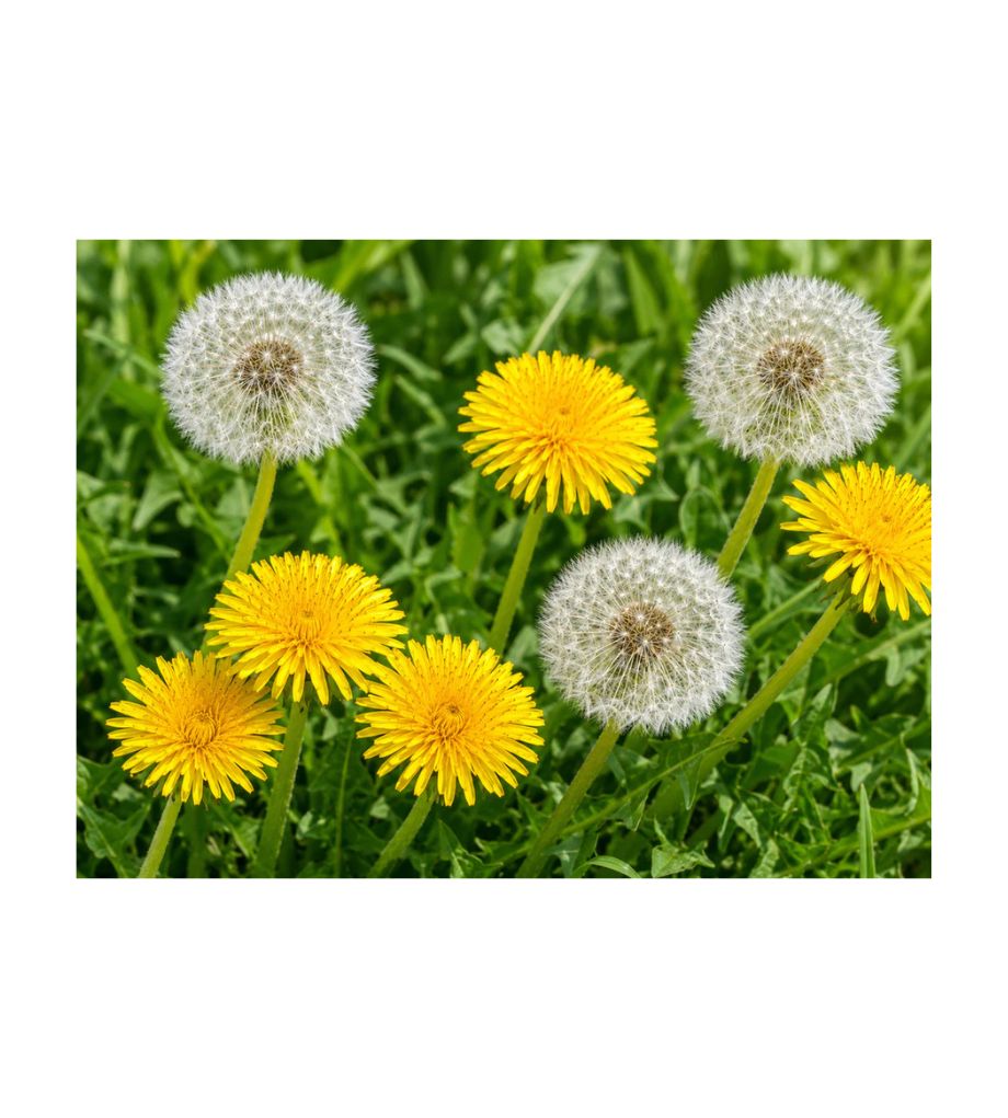DANDELION SEEDS