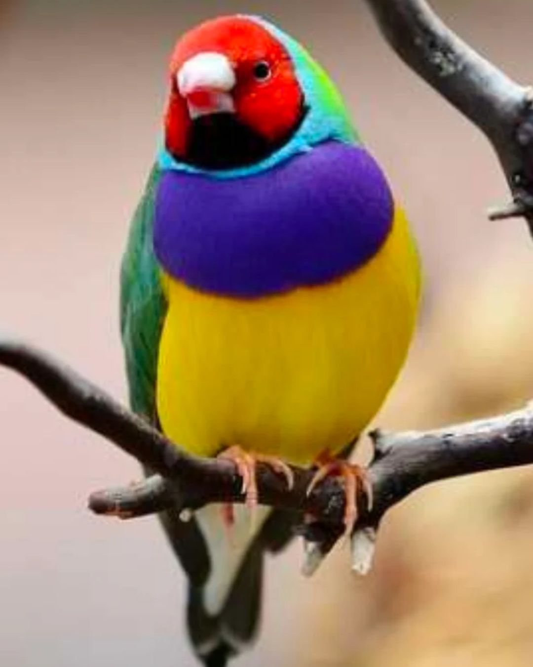 Lady Gouldian Finches - Red Head Green Back