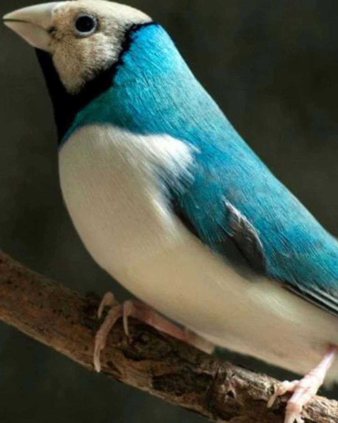 Lady Gouldian Finch - Blue Back