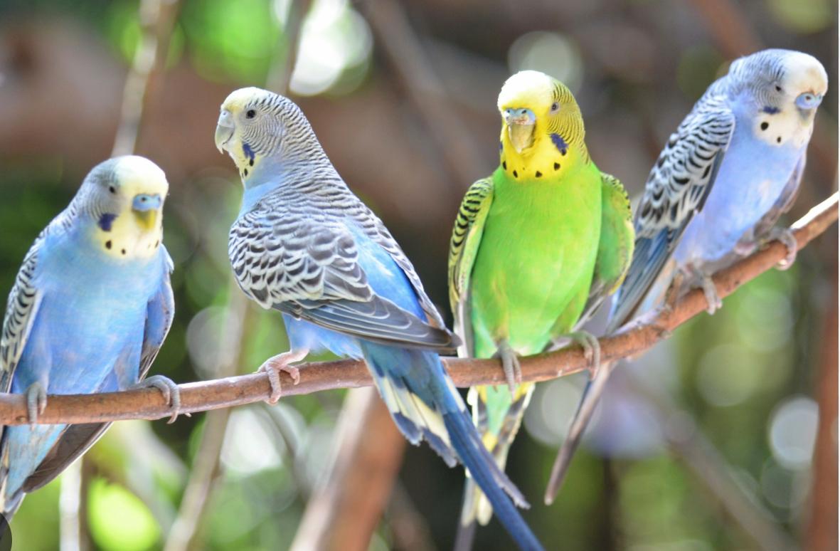 Budgies