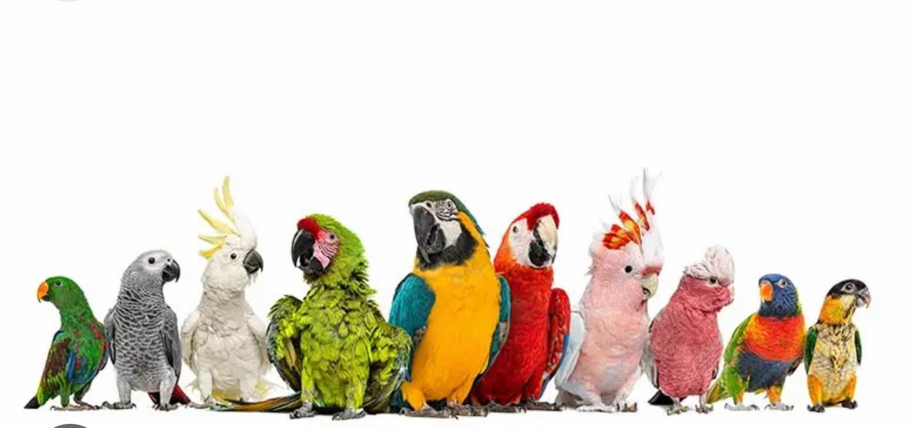 Parrots