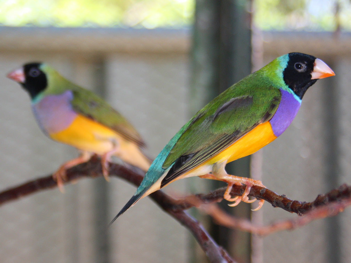 Lady Gouldian Finch - Black Head Green Back