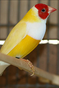 Lady Gouldian Finch - Yellow Back