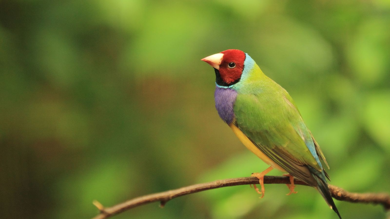Lady Gouldian Finches - Red Head Green Back