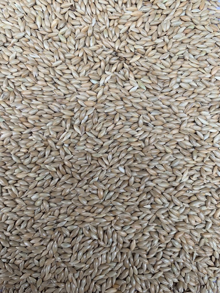 Elevage Canary Seeds Saska Buffalo