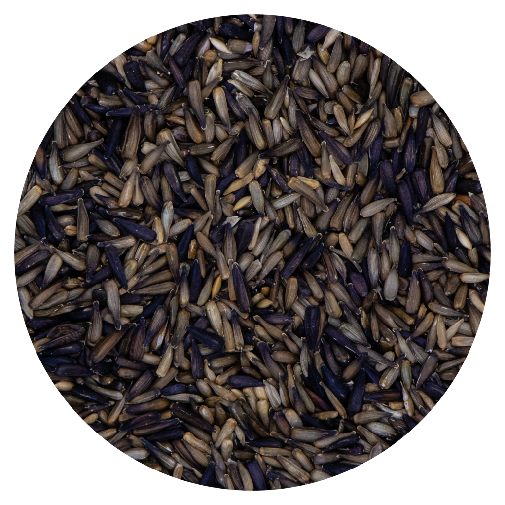 Elevage Micro Sunflower Seeds